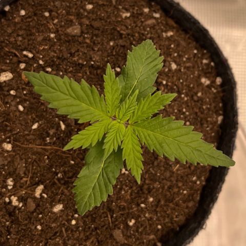Pineapple Express P2 growlog photo: 9:45pm- P2 has seemingly been the most resilient and through it all is the tallest and widest stretching of the 3 mature phenos, even though it was the latest to sprout (excluding P4 ofc).