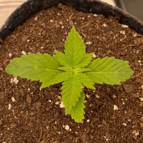 Pineapple Express P3 growlog photo: 9:45pm- P2 is the least symmetrical looking, but has the largest new growth (newest leaves are larger than the same ones on P1 & P2). 