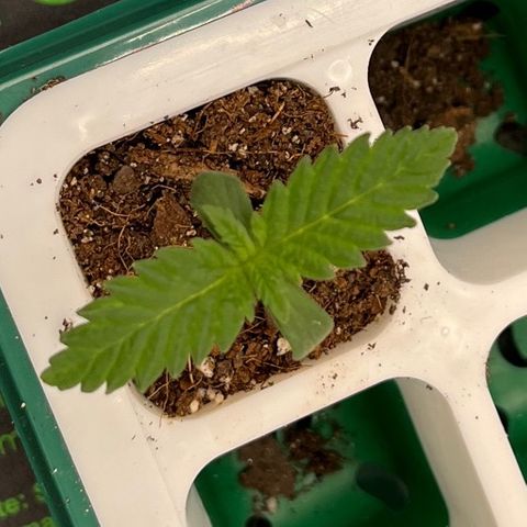 Pineapple Express P4 growlog photo: 9:45pm- about to need some water in the morning like the others, doing great tho 