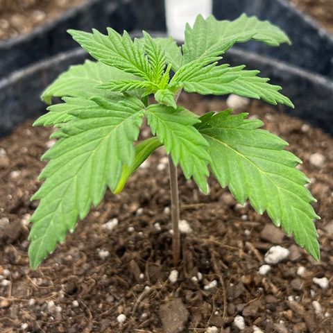 Pineapple Express P1 growlog photo: 9:45am