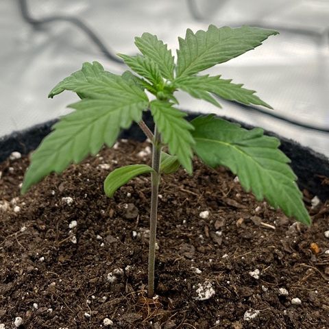Pineapple Express P2 growlog photo: 9:45am