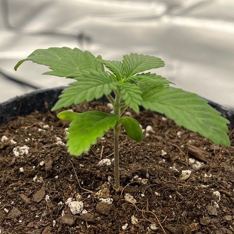 Pineapple Express P3 growlog photo: 9:45am
