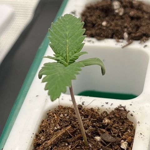 Pineapple Express P4 growlog photo: 9:45am