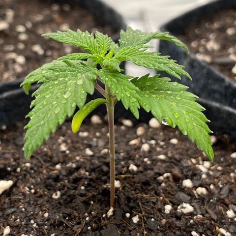 Pineapple Express P1 growlog photo: 7:15pm- watered for the first time since transplant. Misted her a bit.
