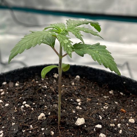 Pineapple Express P2 growlog photo: 7:15pm- watered for the first time since transplant. Misted her a bit.
