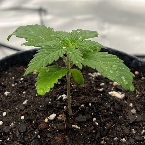 Pineapple Express P3 growlog photo: 7:15pm- watered for the first time since transplant. Misted her a bit.