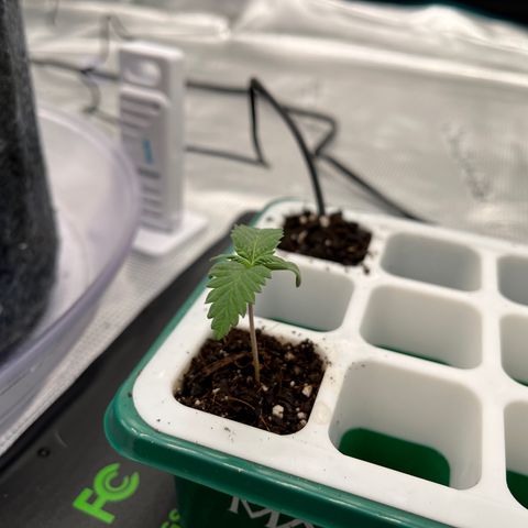 Pineapple Express P4 growlog photo: 7:15pm- watered for the first time since others were transplanted. 2tsp ~320ppm