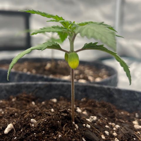 Pineapple Express P1 growlog photo: 11:59- little yellow on the Cotyledon, but she’s probably fine.
