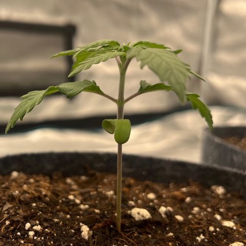 Pineapple Express P2 growlog photo: 11:59