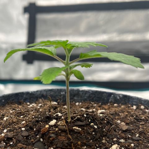 Pineapple Express P3 growlog photo: 11:59pm