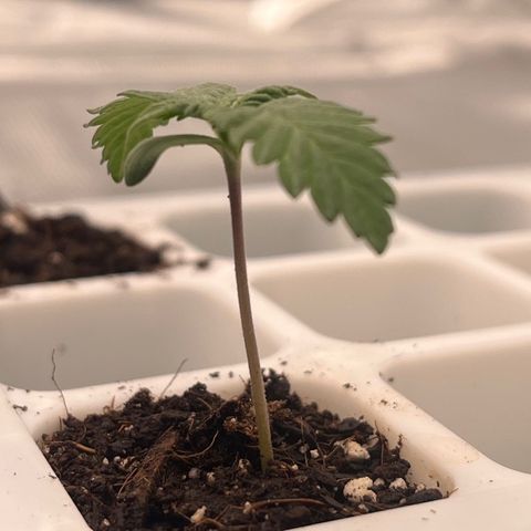 Pineapple Express P4 growlog photo: 11:59pm