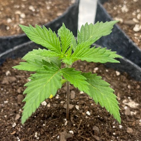 Pineapple Express P1 growlog photo: 11am