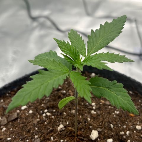 Pineapple Express P2 growlog photo: 11am