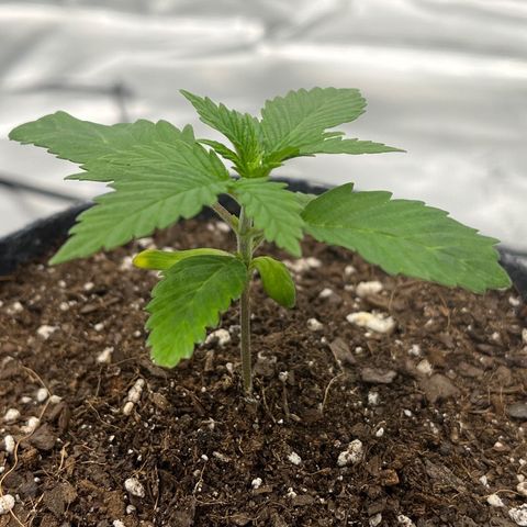 Pineapple Express P3 growlog photo: 11am