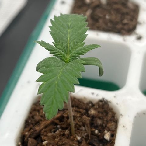 Pineapple Express P4 growlog photo: 11am