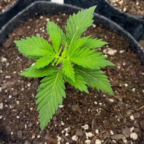 Pineapple Express P1 growlog photo: 7pm- 
2.75” tall, growing faster every day