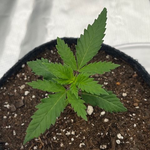 Pineapple Express P2 growlog photo: 7pm- 
3” tall and leaves are wider than the pot! Biggest of the 3