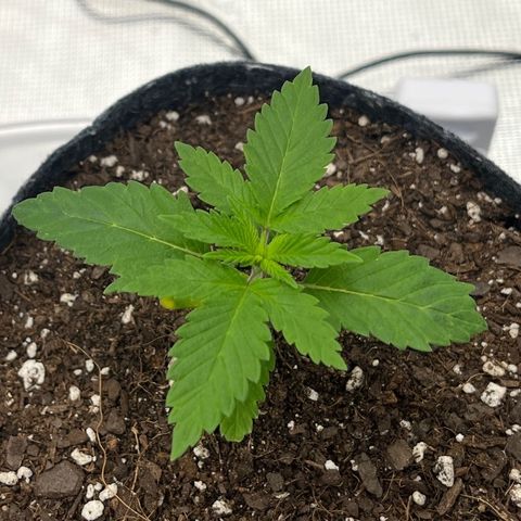 Pineapple Express P3 growlog photo: 7pm- 
2.5” chugging right along! Showing bits of yellow on the Cotyledon, same as P1; probably fine 