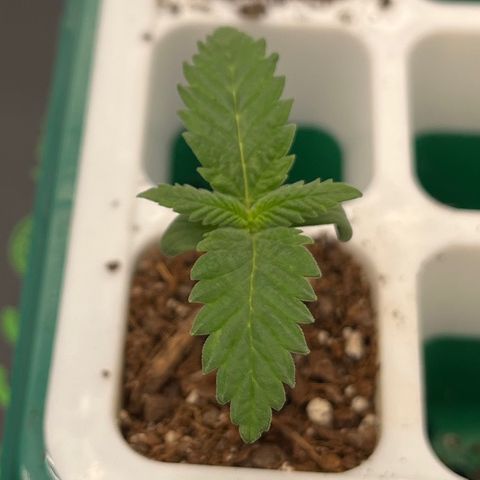 Pineapple Express P4 growlog photo: 7pm- 
1.5” tall