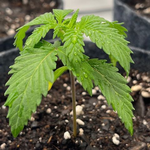 Pineapple Express P1 growlog photo: 11pm- ~2 cups 500ppm, looks a bit droopy but did mid water so maybe 1 cup next time. Droopiest if 3 post water