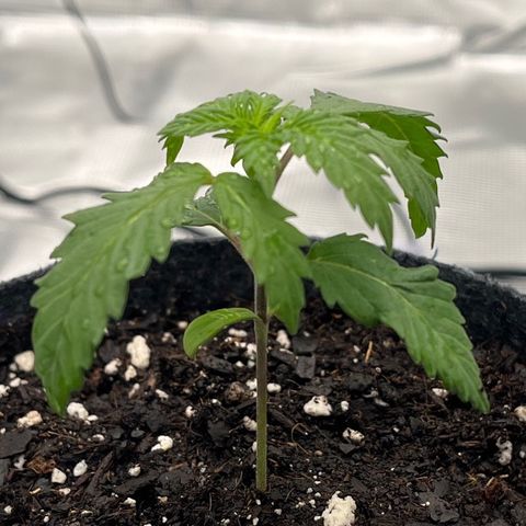 Pineapple Express P2 growlog photo: 11pm- 2cups of 500ppm H2O, looks a bit droopy but did mud water so maybe less next time. Less droopy than P1