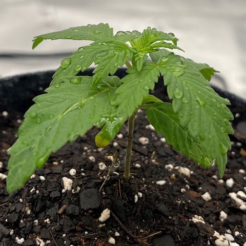 Pineapple Express P3 growlog photo: 11pm- 2cups of 500ppm H2O, least droopy of 3 post water (Water champ).