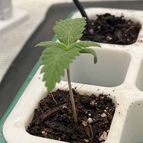 Pineapple Express P4 growlog photo: 11pm- 4tsp of 320ppm H2O