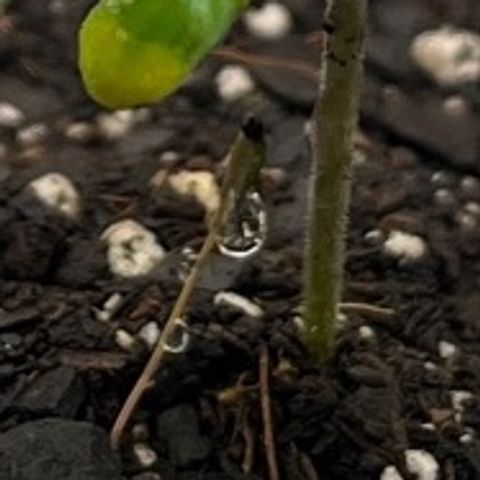 Pineapple Express P3 growlog photo: 11pm- Weird little sprout underneath P3 cotyledan… might need to pluck it if it gets bigger. Wonder if it’s presence could have something to do with water champ status…