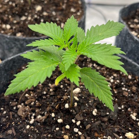 Pineapple Express P1 growlog timeline photo