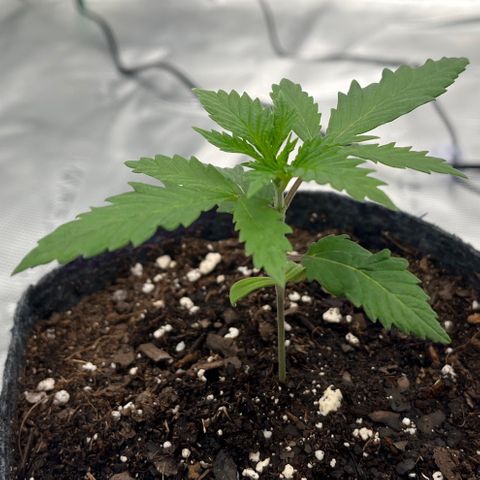 Pineapple Express P2 growlog photo: 11am- droop all gone, must kinda be normal