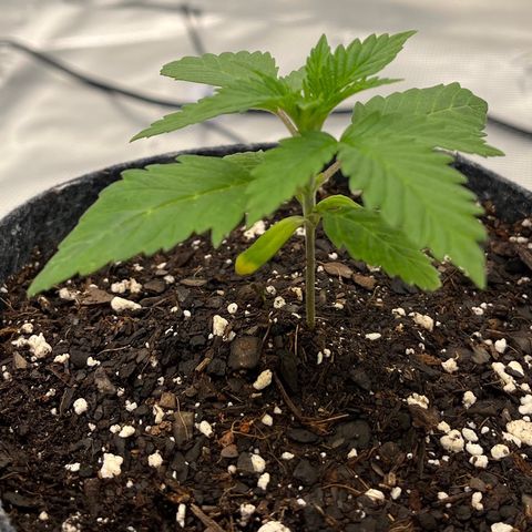 Pineapple Express P3 growlog photo: 11am- never really was much droop but it’s gone now