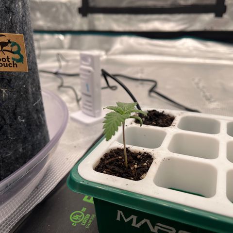 Pineapple Express P4 growlog photo: 11am