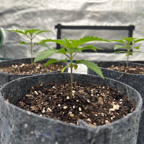 Pineapple Express P1 growlog photo: 5pm- 3”tall