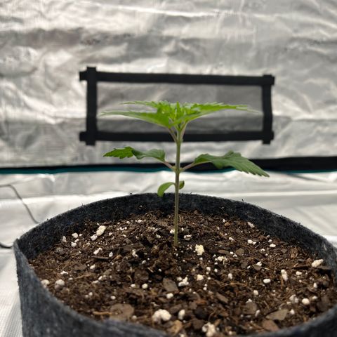 Pineapple Express P2 growlog photo: 5pm- 3.5” tall