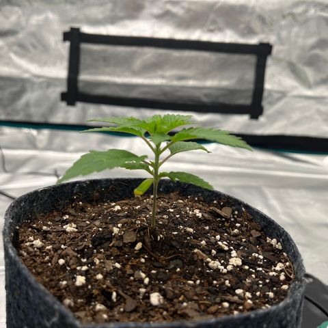 Pineapple Express P3 growlog photo: 5pm- 2.75”
