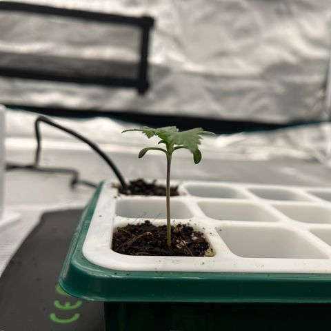 Pineapple Express P4 growlog photo: 5pm- 1.75”