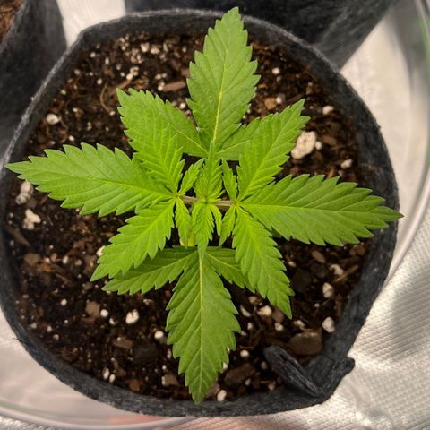 Pineapple Express P1 growlog photo: 11:30pm- noticing first full cannabis style leaves with 5 blades! 