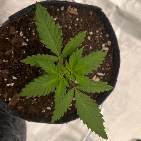Pineapple Express P2 growlog photo: 11:30pm- noticing first full cannabis style leaves with 5 blades! 