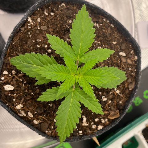 Pineapple Express P3 growlog photo: 11:30pm- noticing first full cannabis style leaves with 5 blades! 