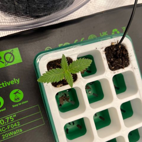 Pineapple Express P4 growlog photo: 11:30- P4 just happy to be apart of things 