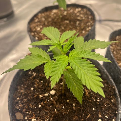 Pineapple Express P1 growlog photo: 10am- first topping will likely happen this week