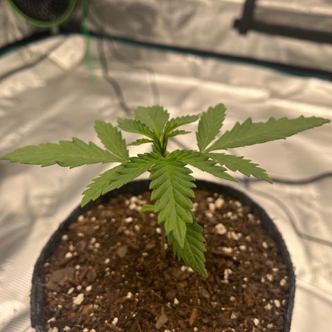 Pineapple Express P2 growlog photo: 10am- first topping will likely happen this week. Getting so wide and tall