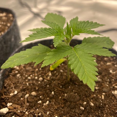 Pineapple Express P3 growlog photo: 10am- first topping will likely happen this week