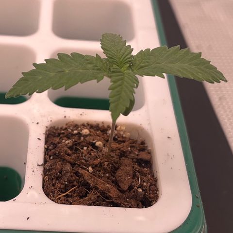 Pineapple Express P4 growlog photo: 10am- i want 10 leaves (even small ones, excluding cotyledon) before transplanting to gallon pot.