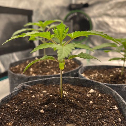 Pineapple Express P1 growlog photo: 6:45pm- 
3.75” tall