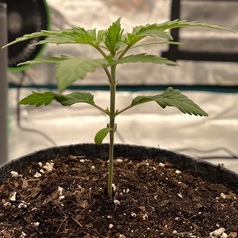 Pineapple Express P2 growlog photo: 6:45pm- 
4” tall