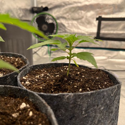 Pineapple Express P3 growlog photo: 6:45pm- 
3” tall