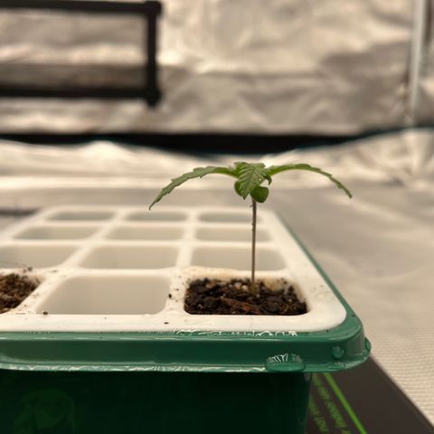 Pineapple Express P4 growlog photo: 6:45pm- 
1.75” tall