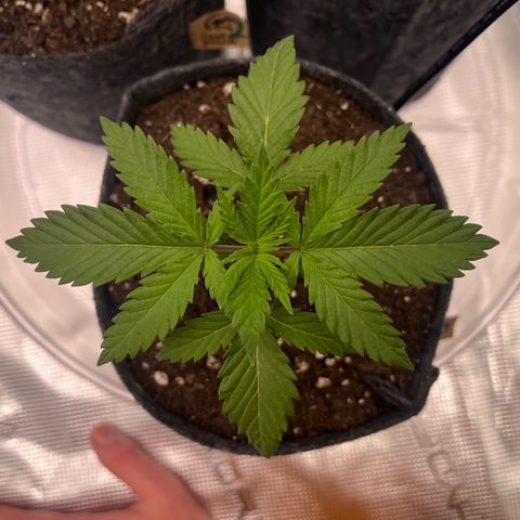 Pineapple Express P1 growlog photo: 11:30pm- mesmerizing symmetry 
