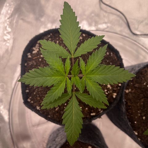 Pineapple Express P2 growlog photo: 11:30pm- wide gorl